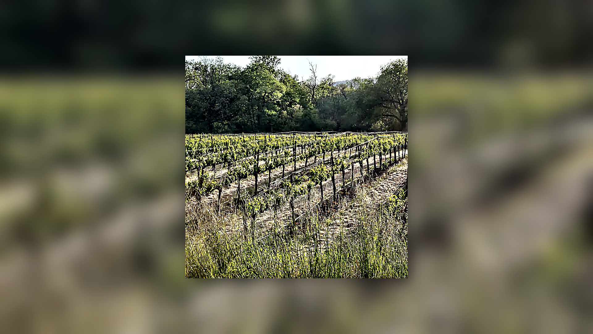 Cellar scene at Foppiano Vineyards