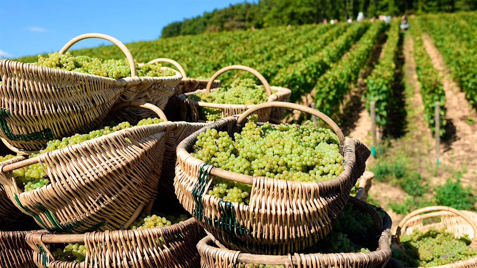 Chardonnay grapes and coastal white-wine context