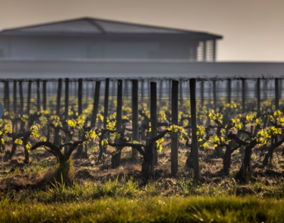 Chateau Couhins Vineyard