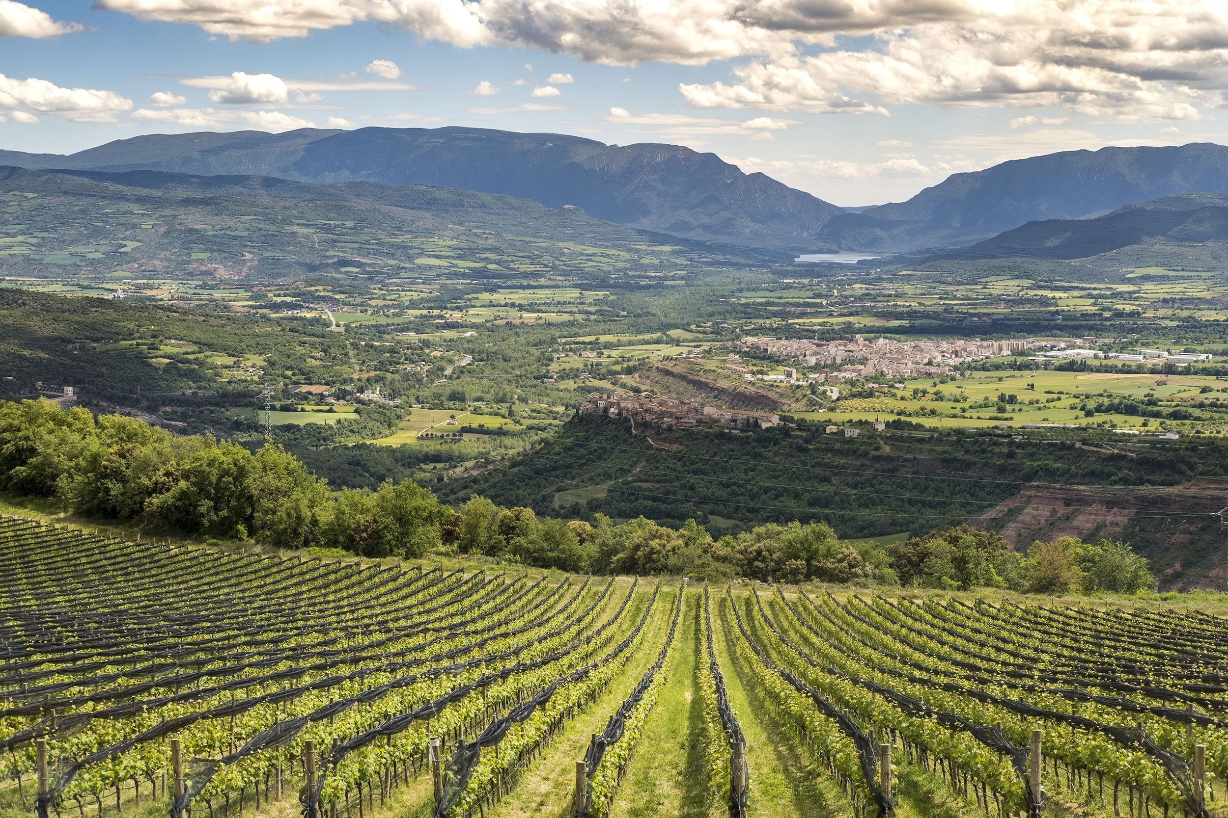 Castell d'Encus Vineyard