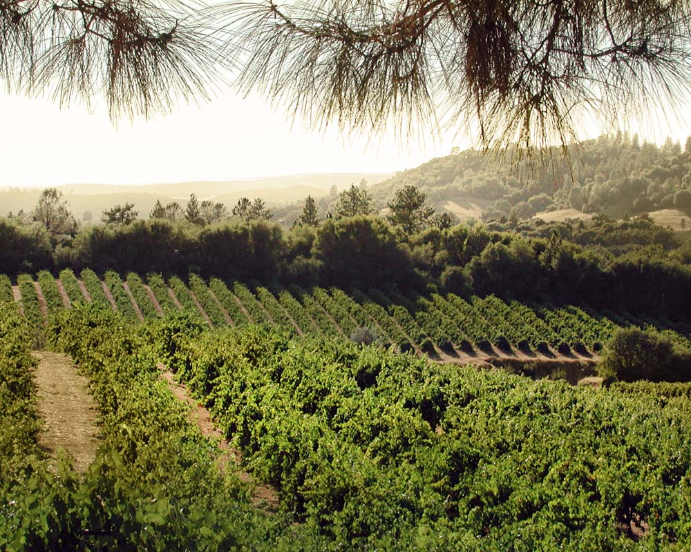 La Vinyeta Vineyard