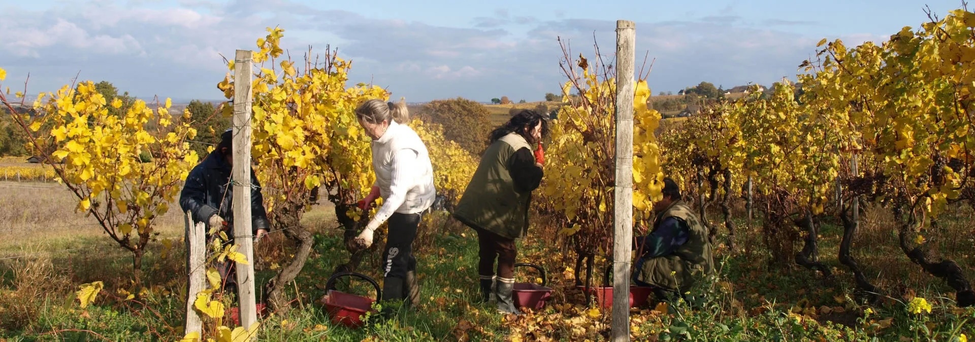 Chateau Tirecul Cellar