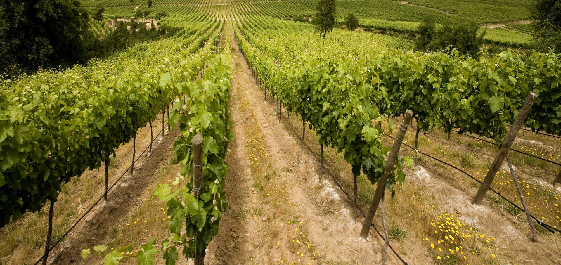 Vineyard Image