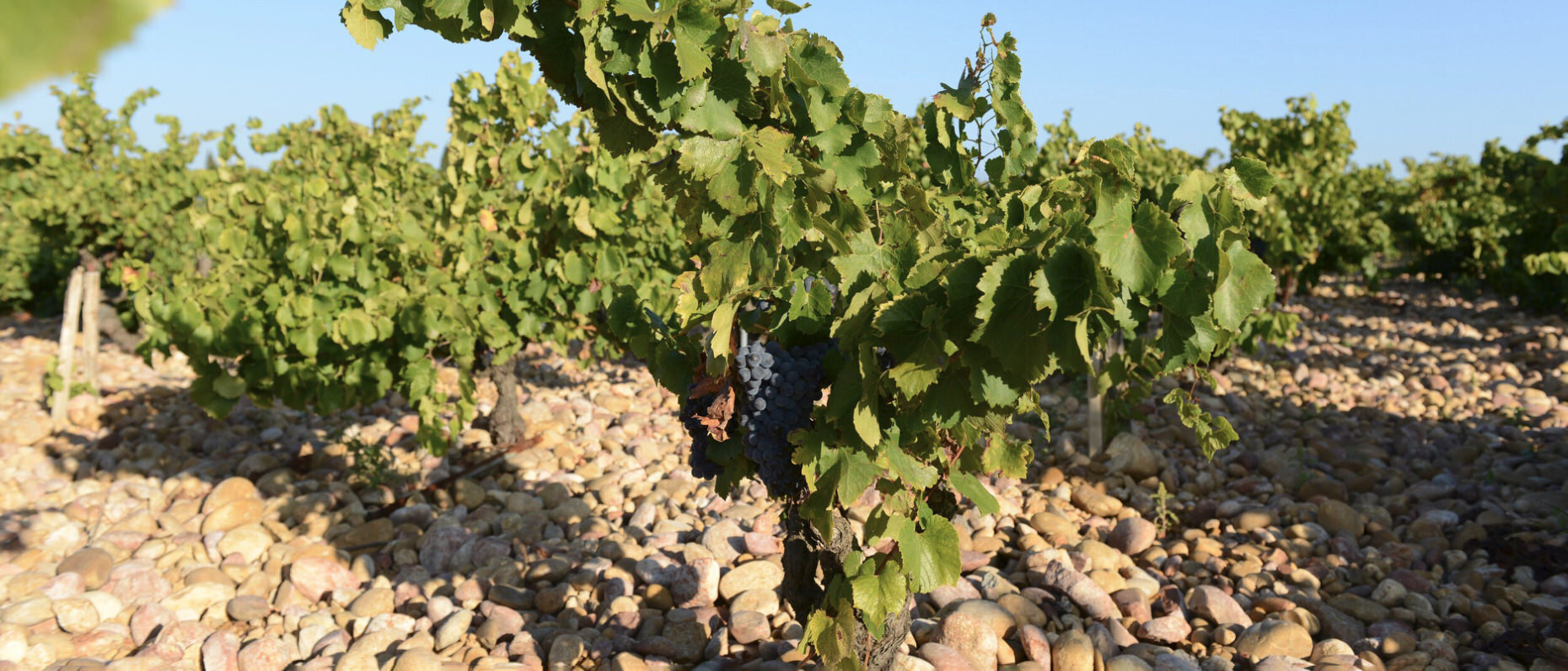 Domaine de la Janasse vineyard