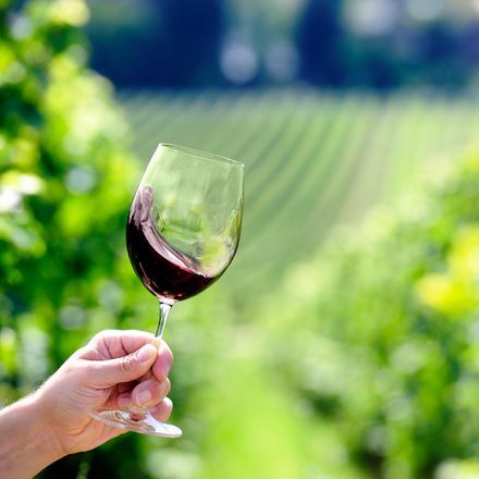 Howell Mountain vineyard