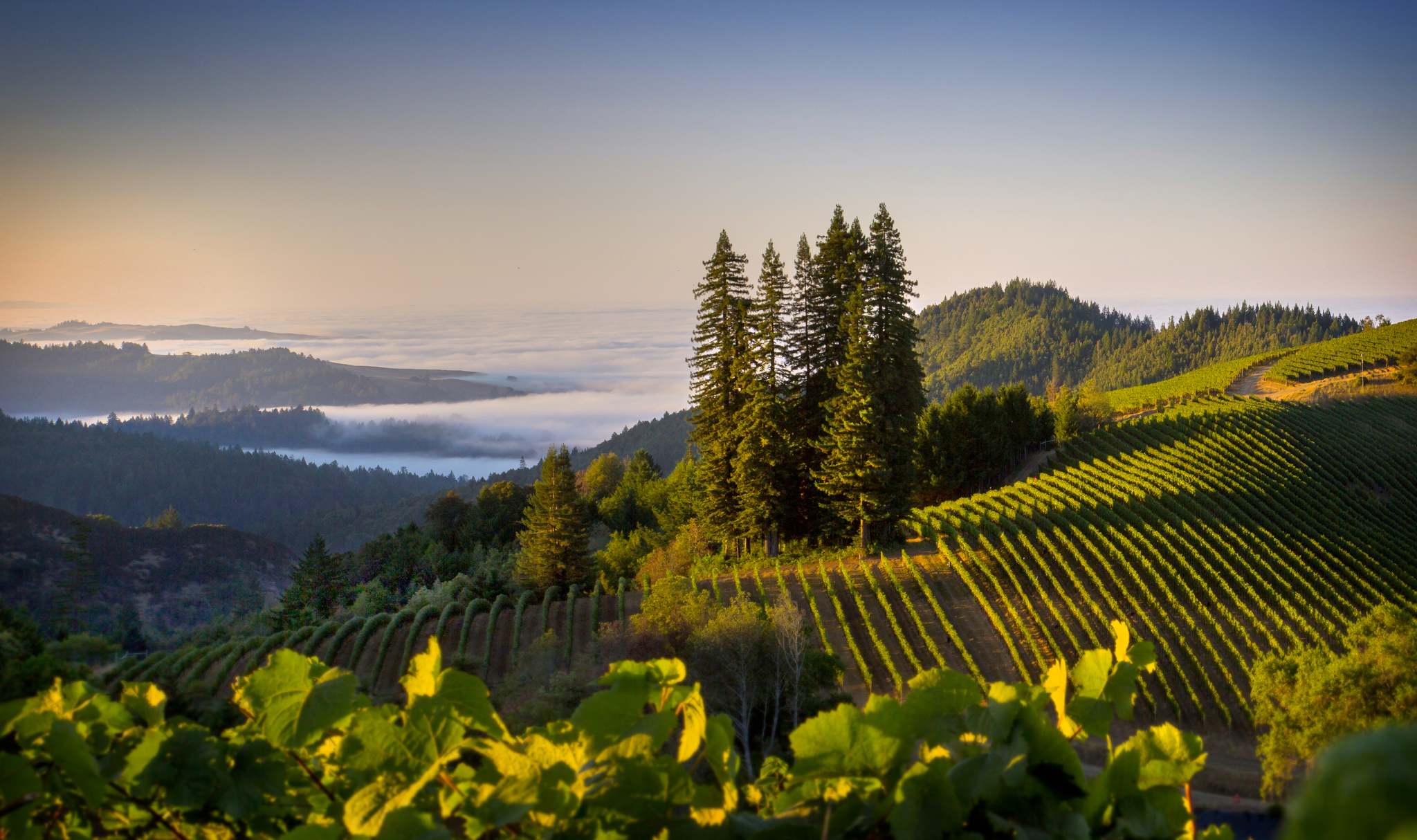 Sonoma Coast Vineyard
