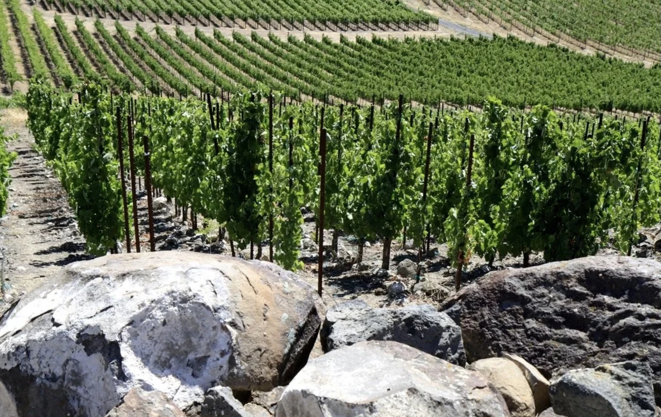 Force Majeure Vineyards on Red Mountain