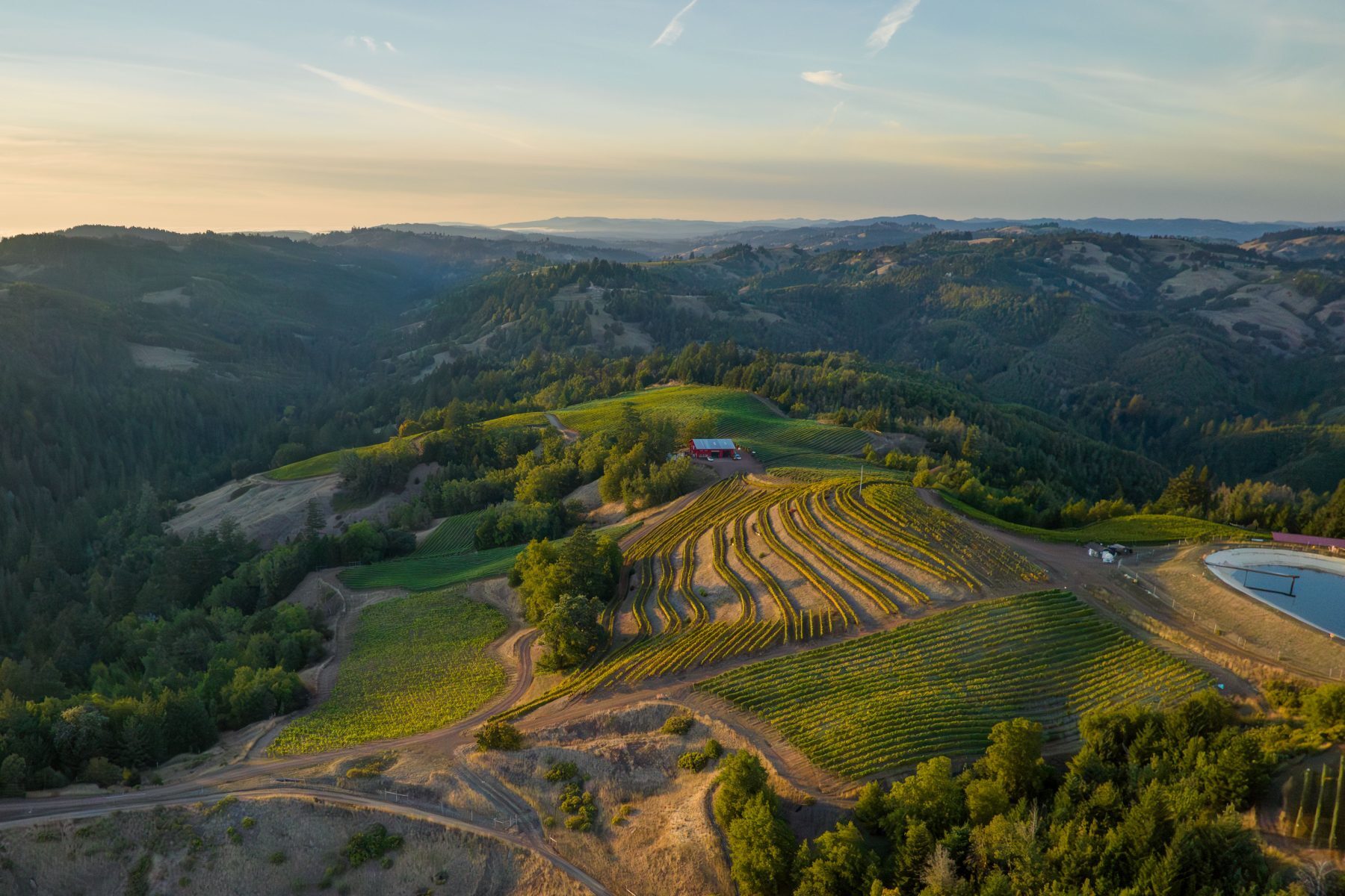Fort Ross Ridge Top Vineyard