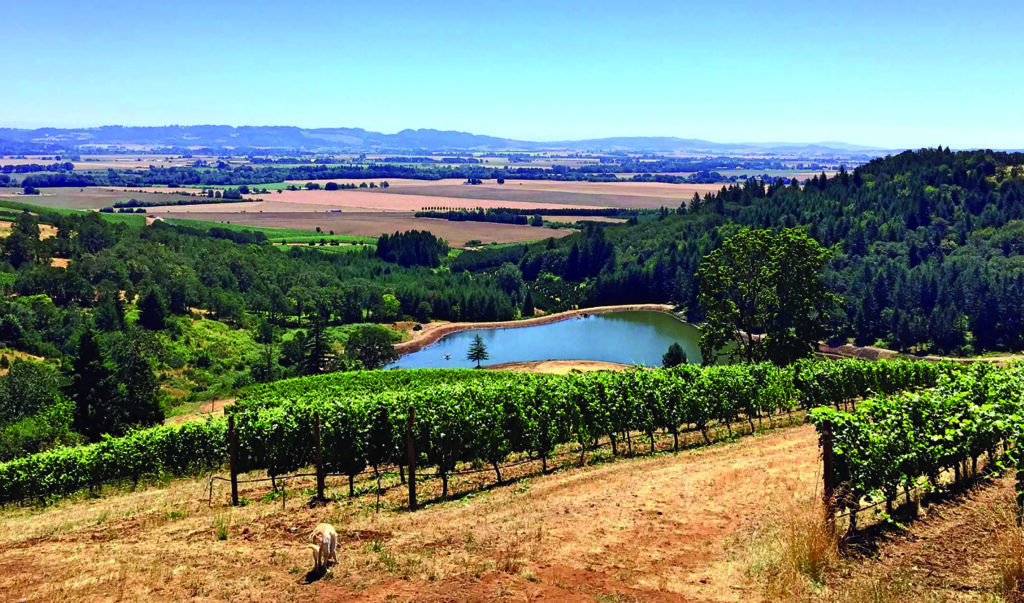 Fullerton Vineyard