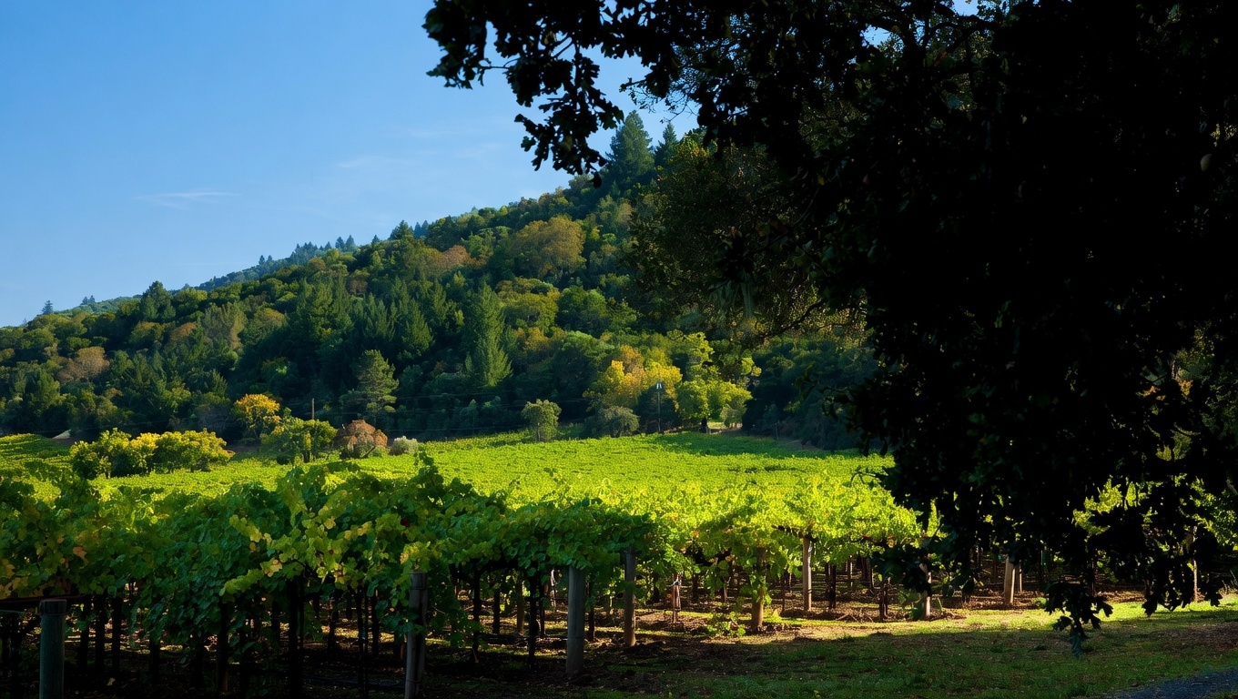 Premium Napa Cabernet collector setting