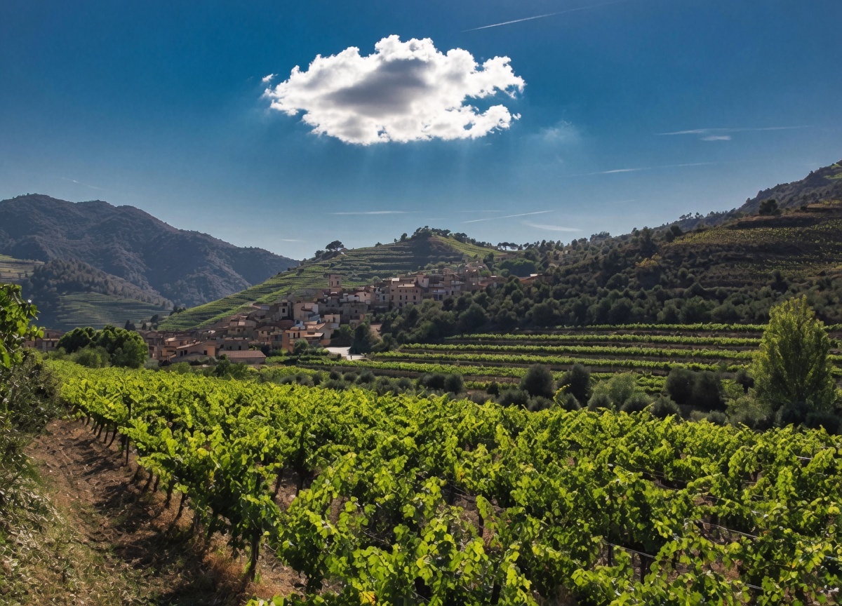 Porrera old-vine Cariñena terraces