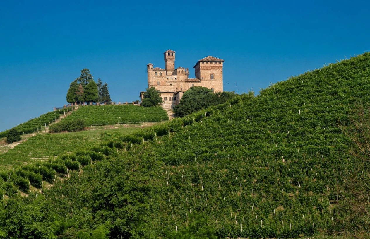 Langhe vineyard hills in Barolo country
