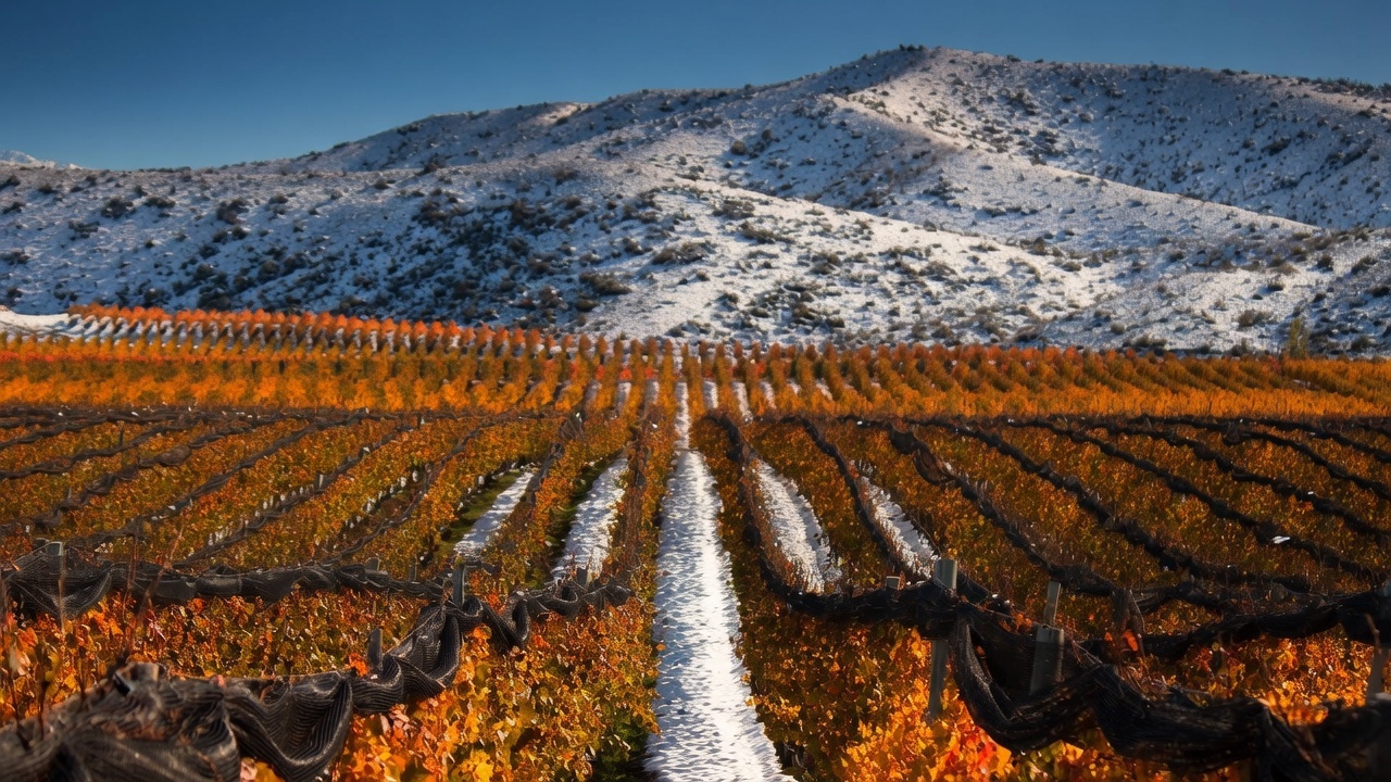 Snow-dusted high-altitude vineyard rows beneath the Andes