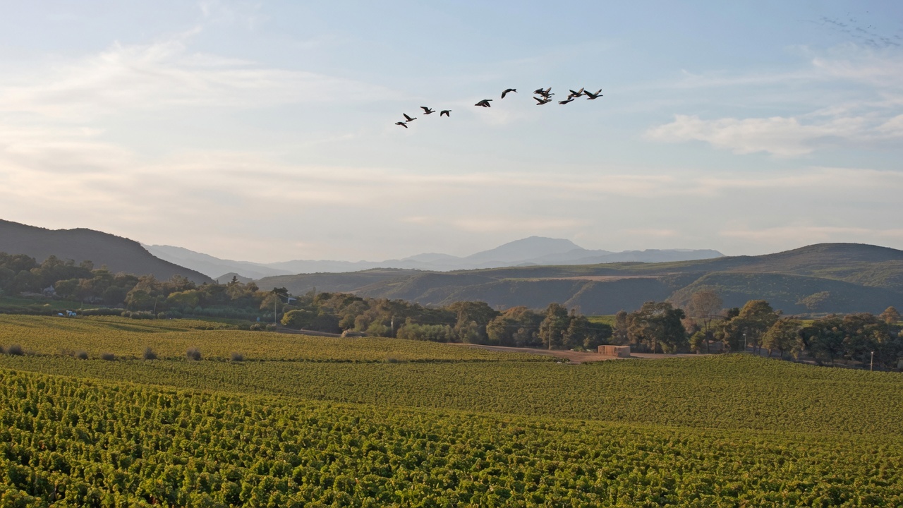 Vineyards across the Atlas Peak landscape