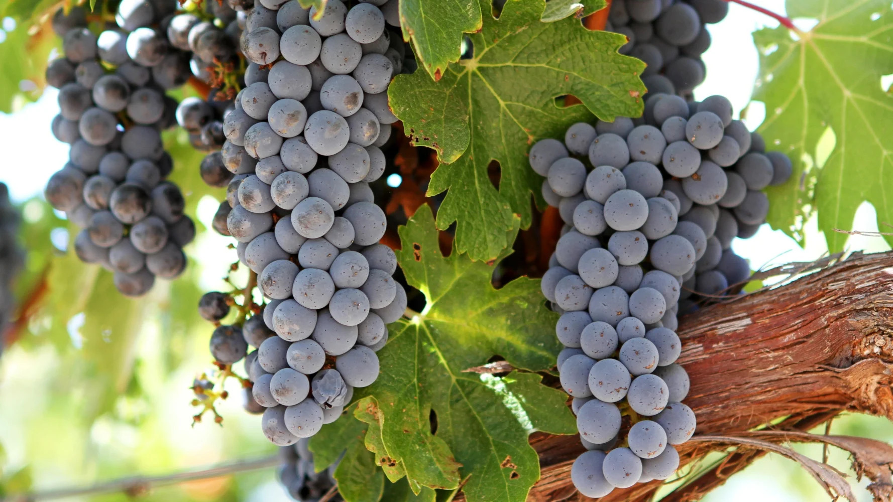 Clone 337 Cabernet grapes on the vine