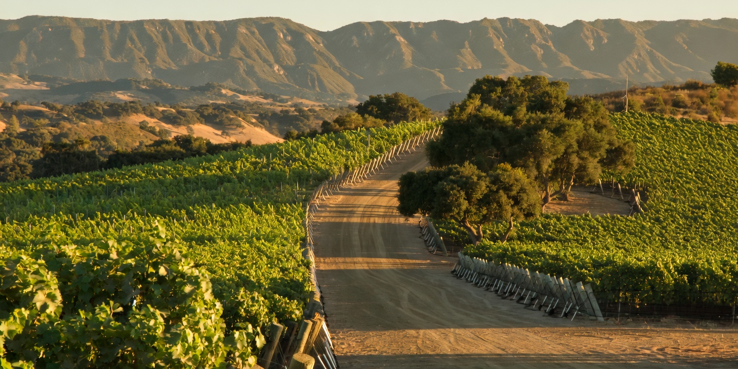Ballard Canyon vineyard landscape at Jonata