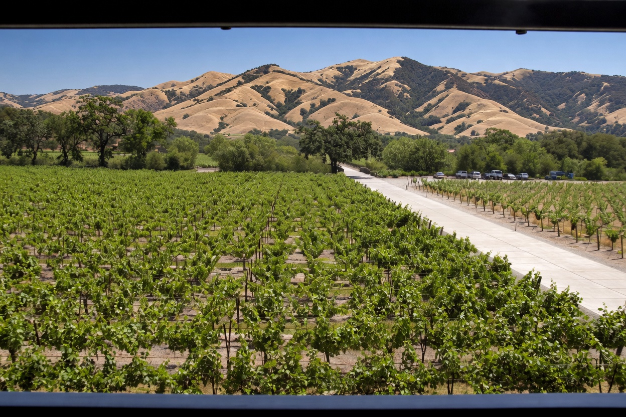 Napanook Vineyard landscape context for Dominus Estate