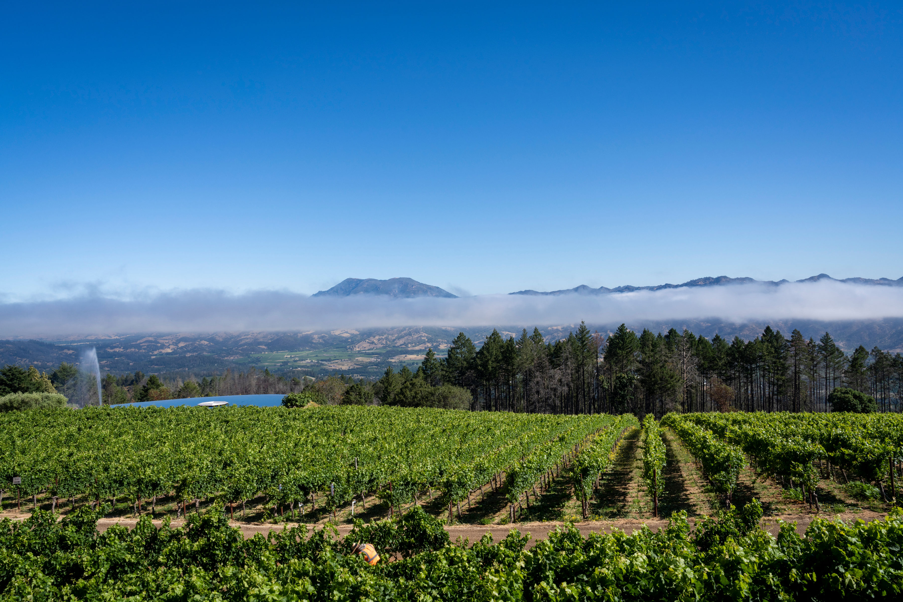 Diamond Mountain vineyard panorama