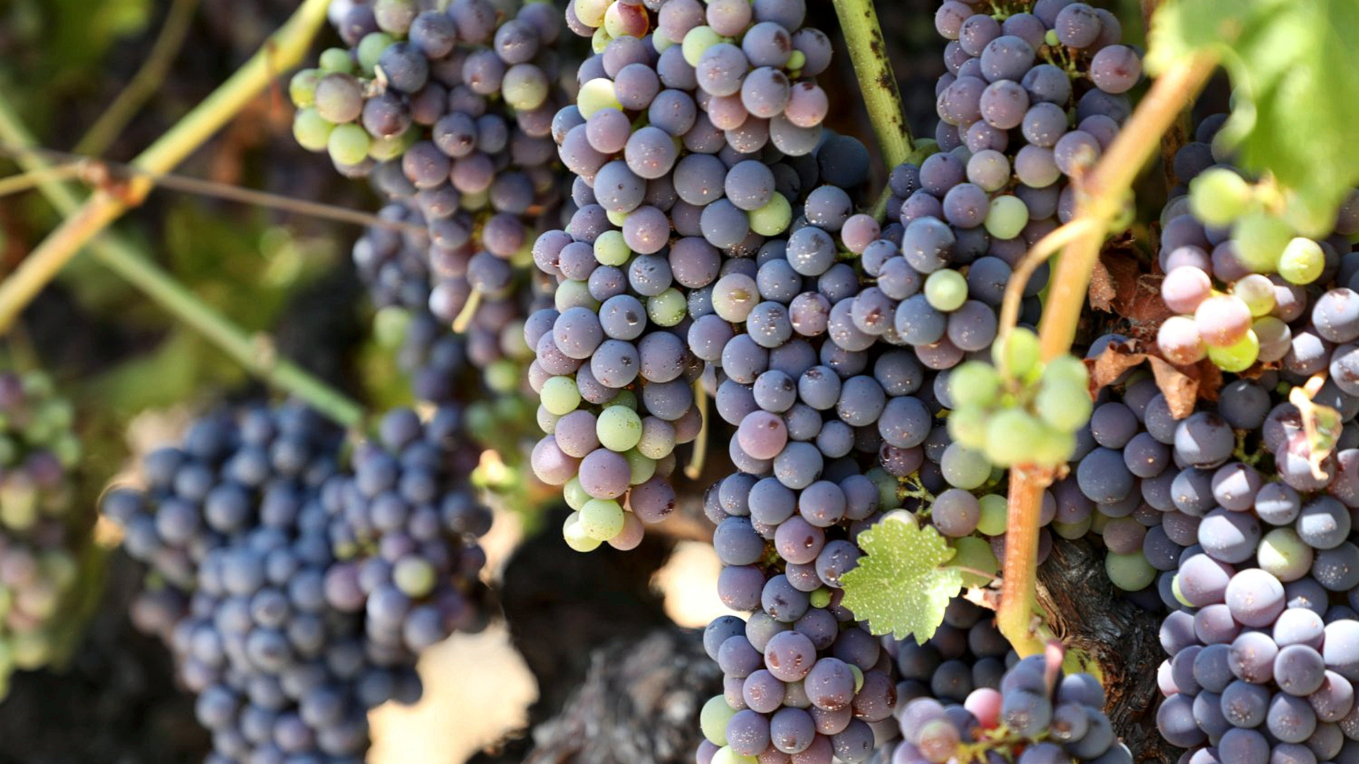 Cabernet Sauvignon clusters at Gubel Family Vineyards