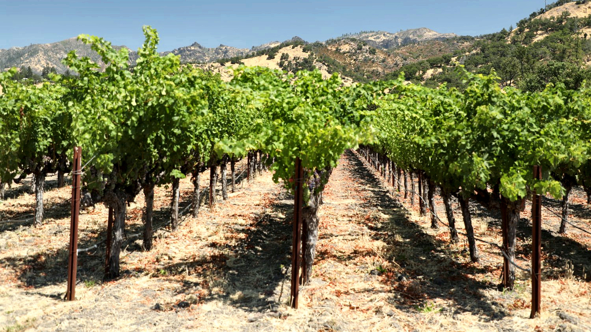 Rows of vines at Gubel Family Vineyards in Calistoga