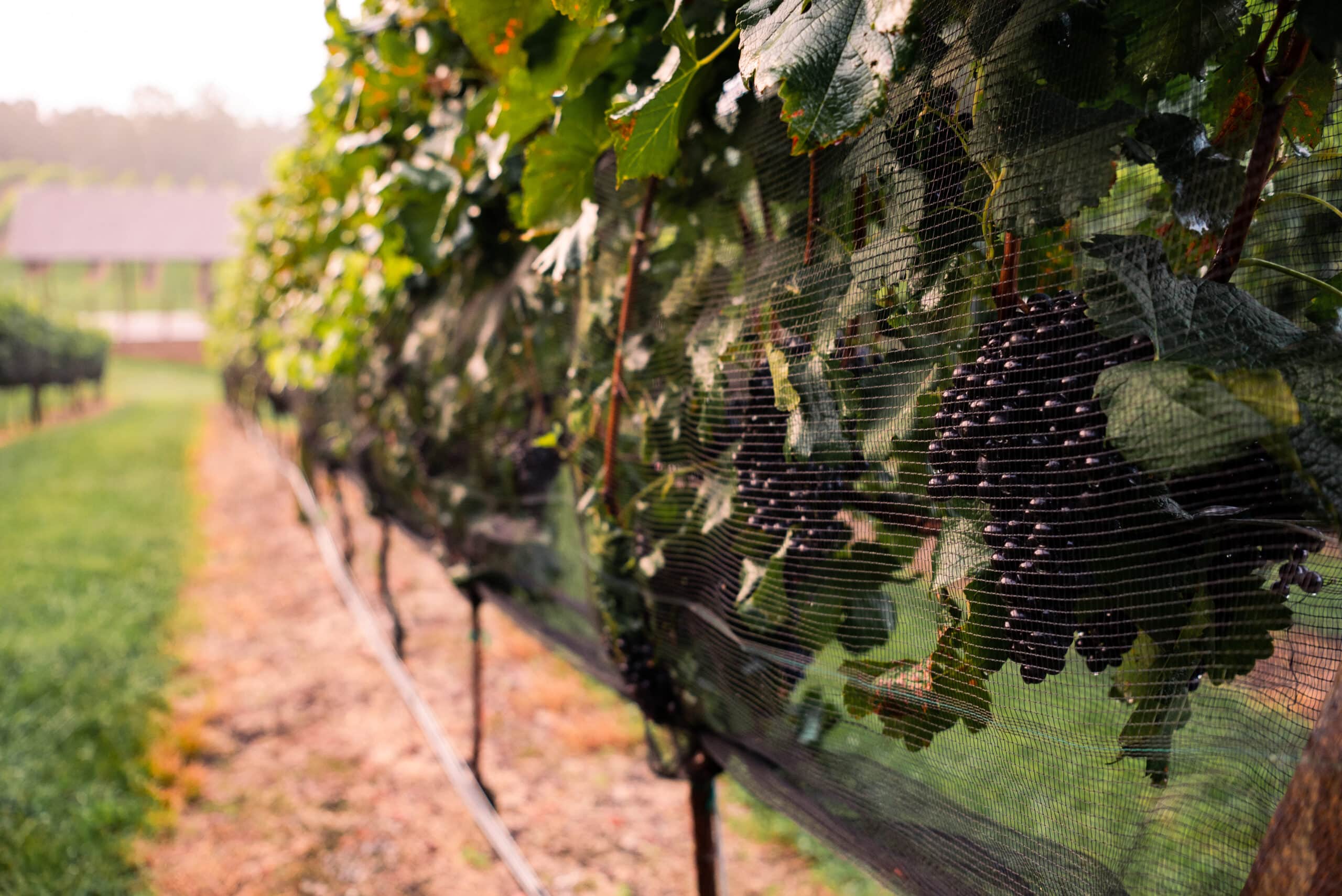Protective netting over vineyard rows