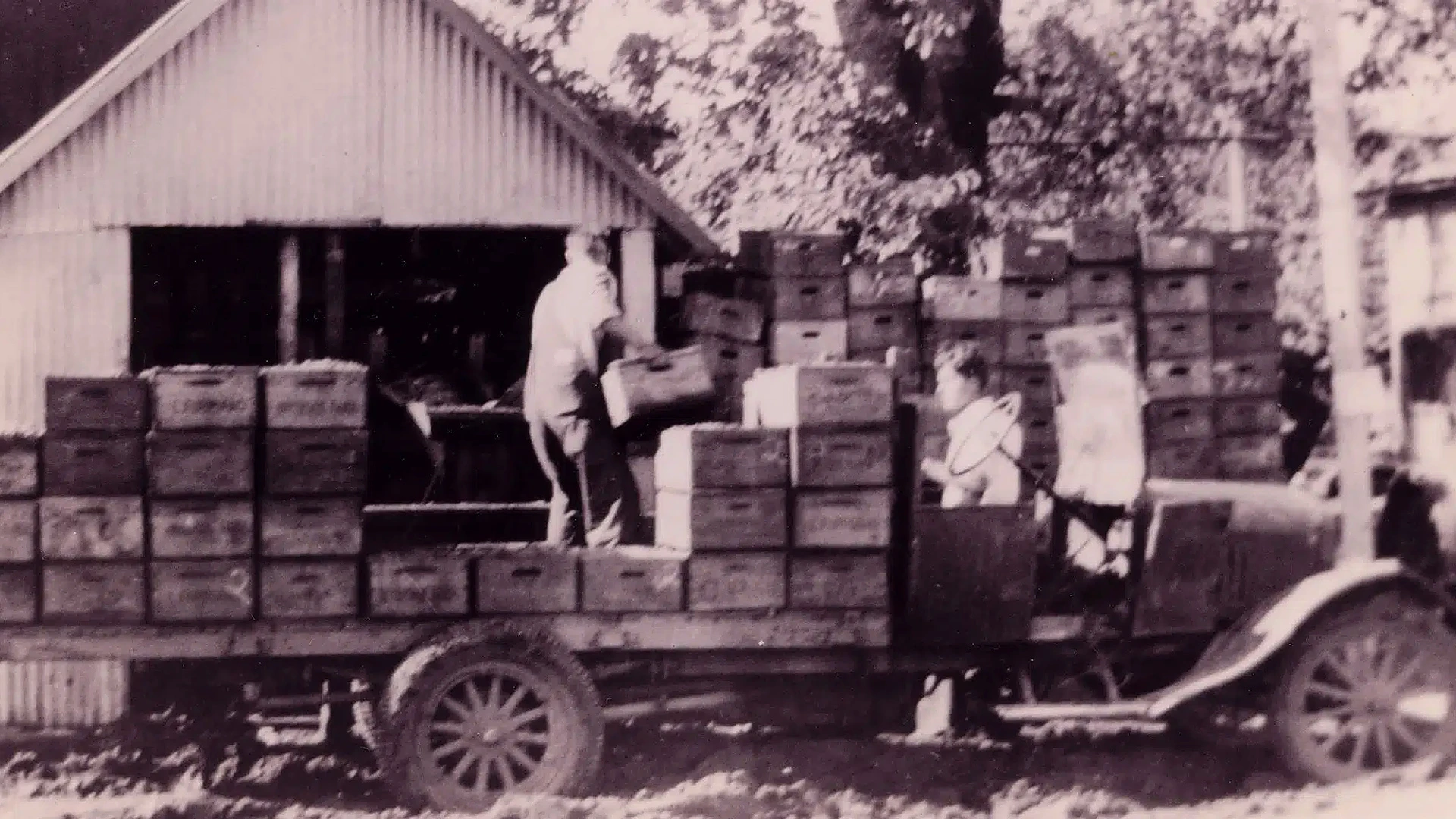 Historic harvest truck on the Foppiano estate
