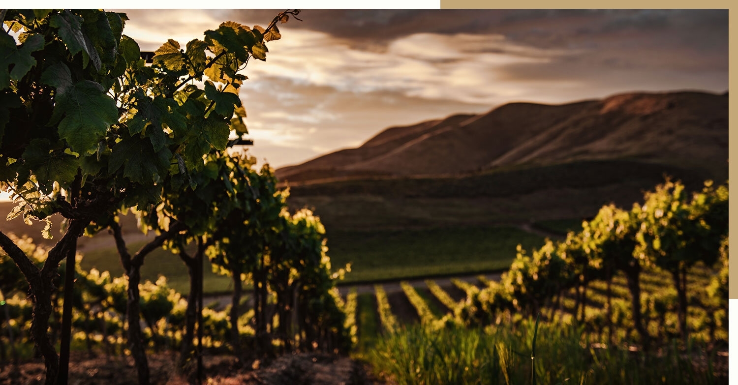 Beau Vigne Vineyard