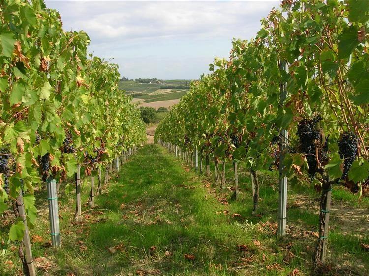Montepulciano Landscape