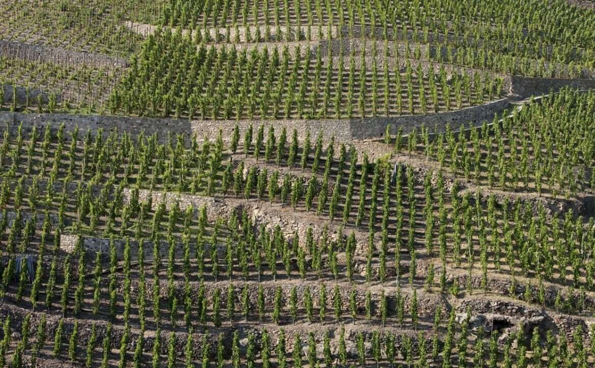 C&ocirc;te R&ocirc;tie Vineyard