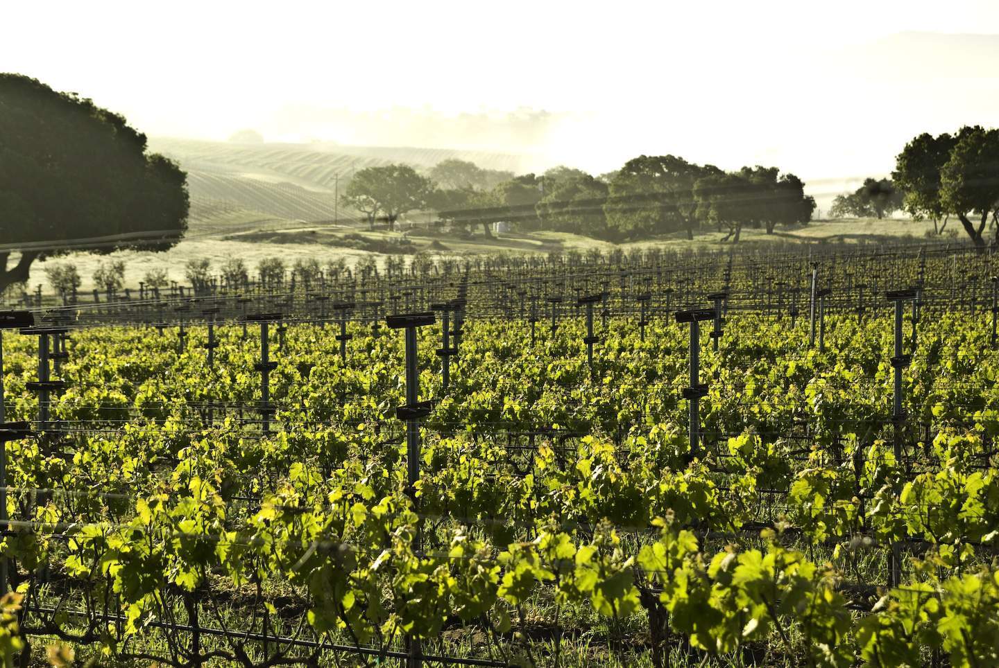 Jonata estate vineyard in Ballard Canyon