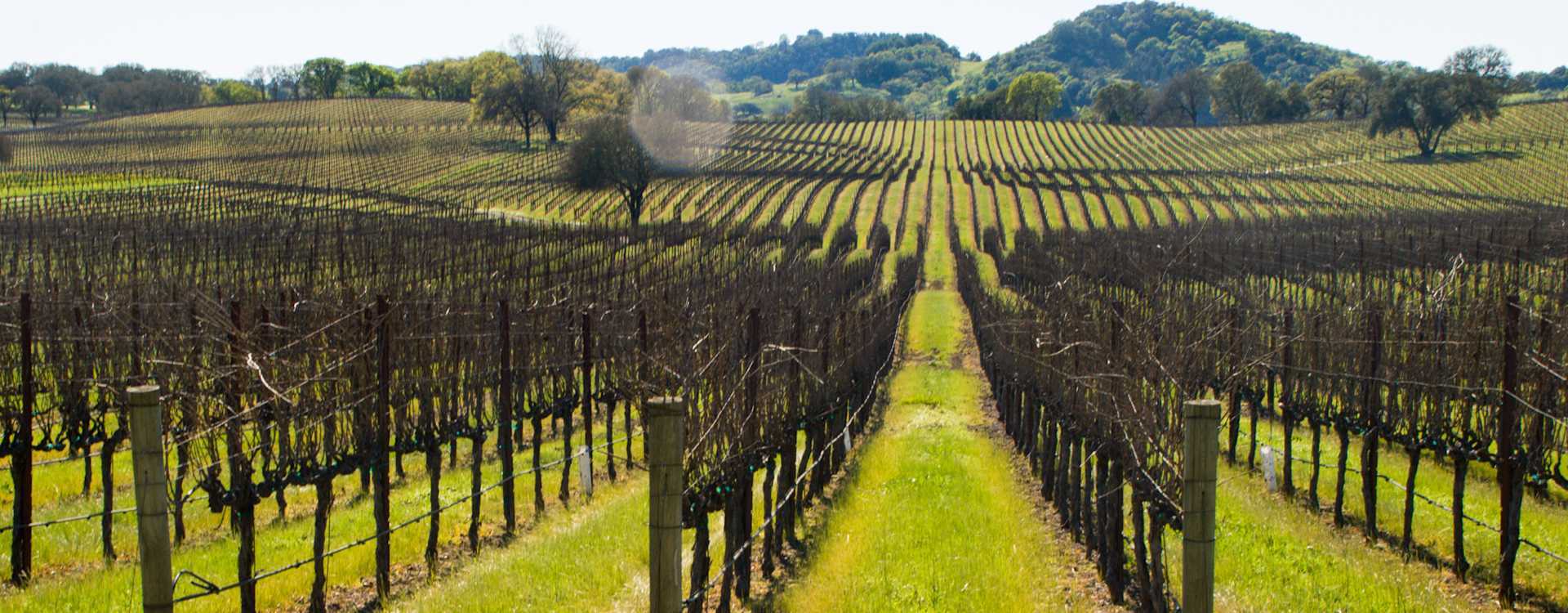 Hilary Goldschmidt Cabernet Pairing
