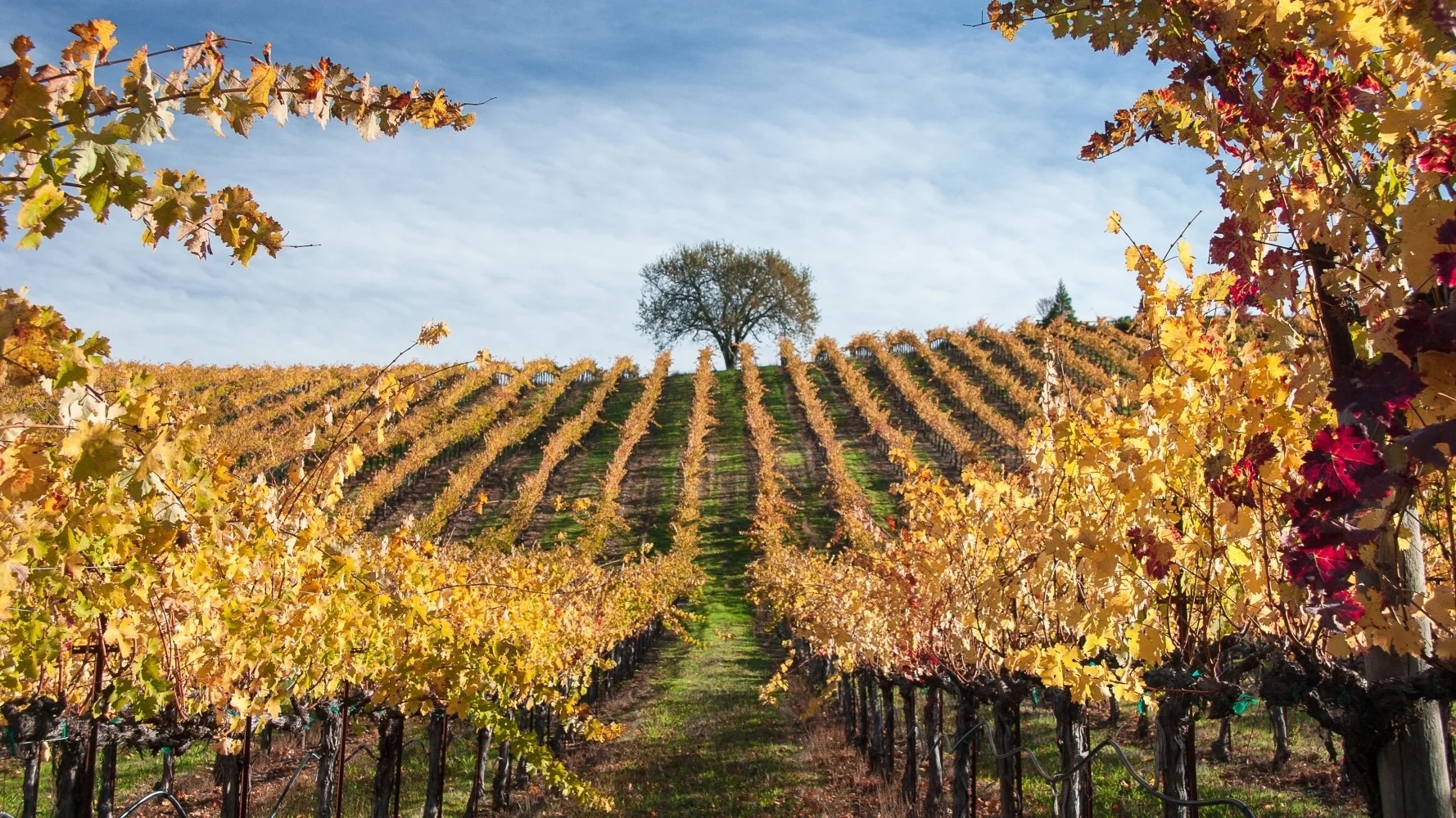 Charming Creek Vineyard