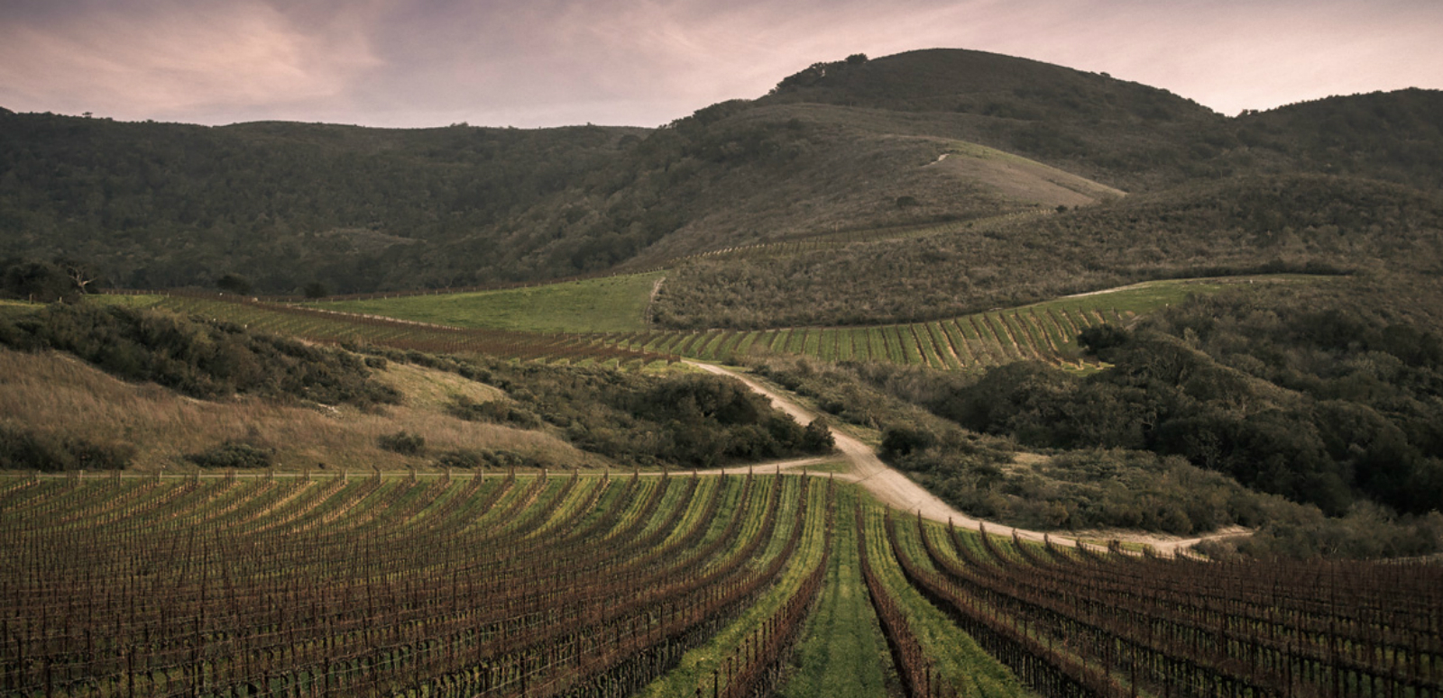 Sta. Rita Hills estate vineyards at Sanford Winery