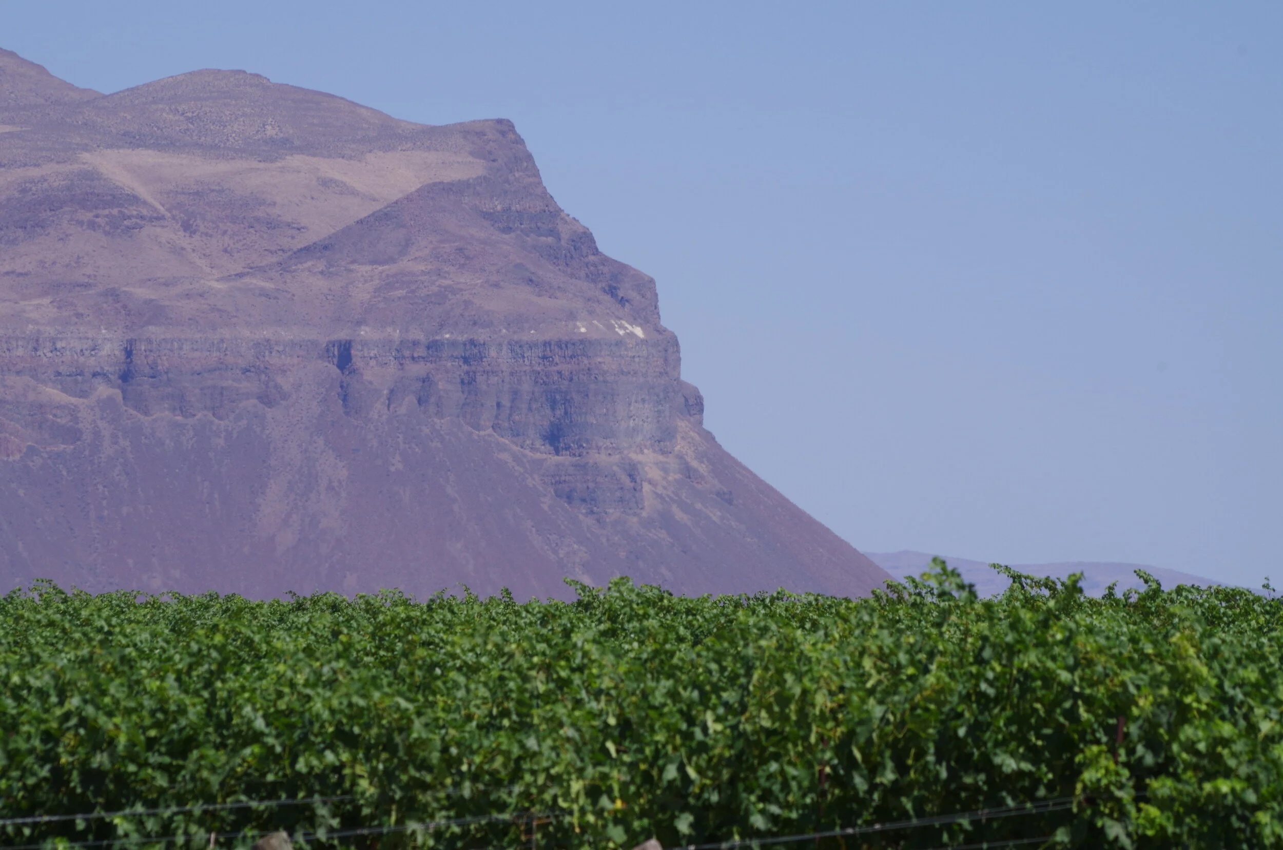 Wahluke Slope Vineyard