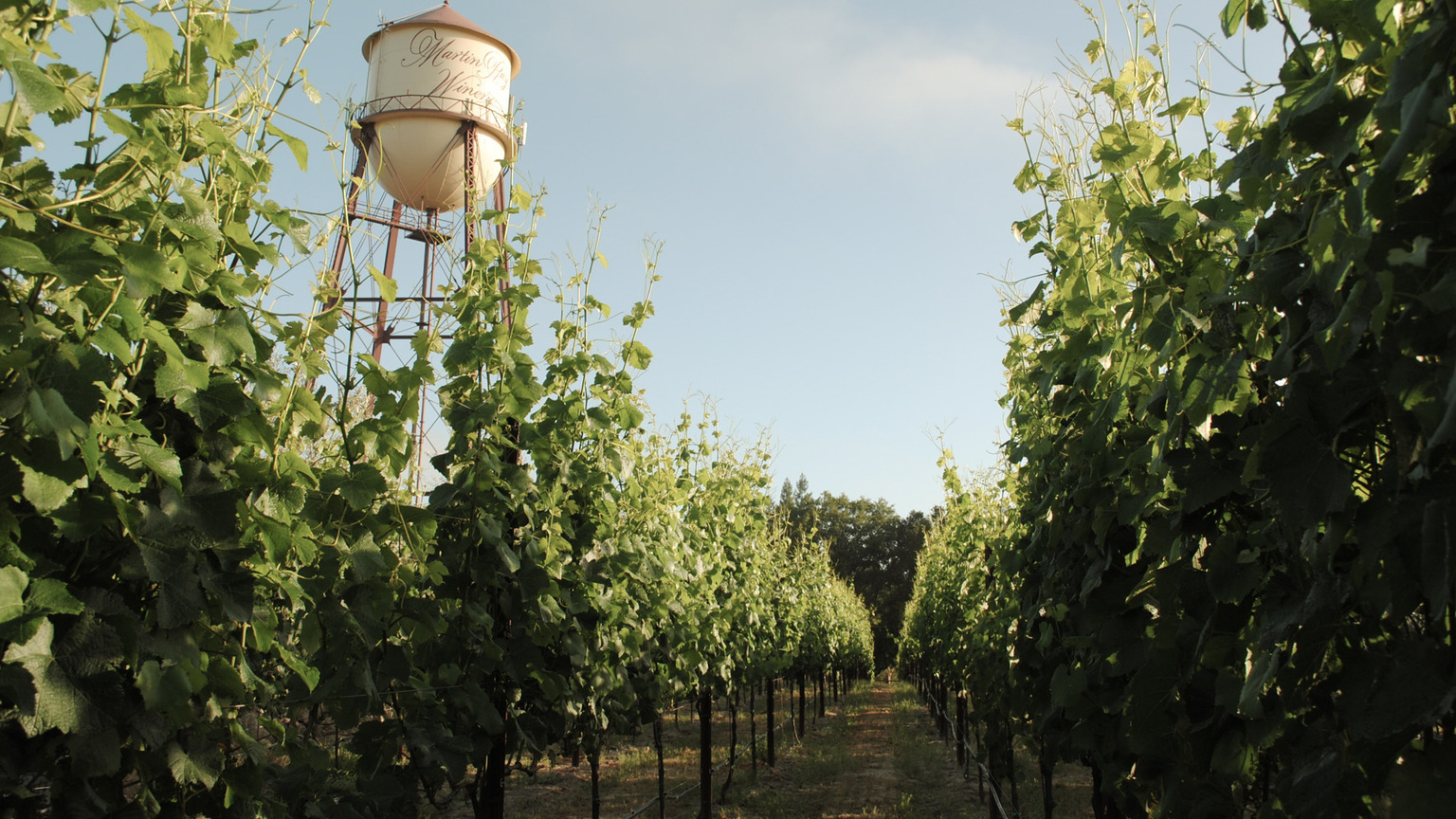 Martin Ray estate vineyard and historic water tower in the Russian River Valley