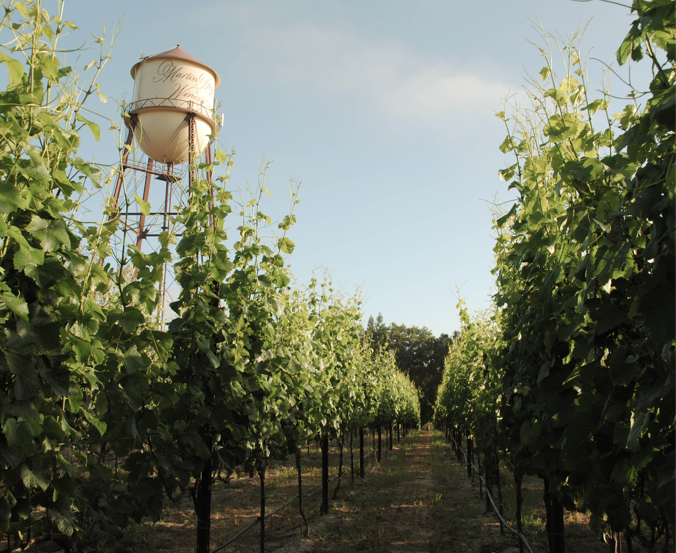 Martin Ray Vineyard