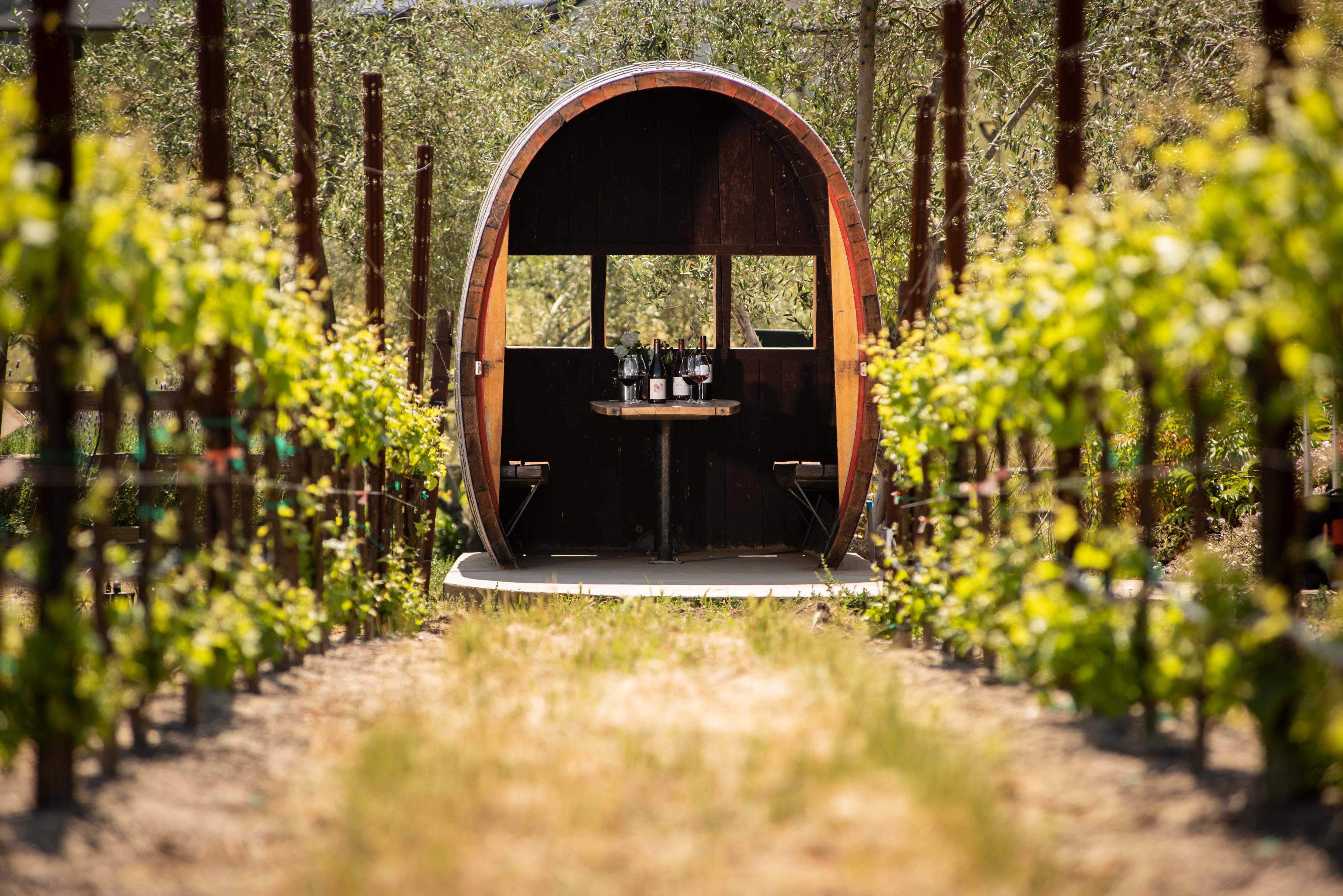 Rutherford Vineyard