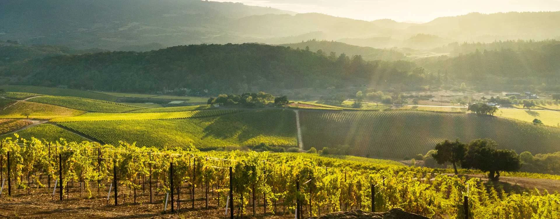 Sunlit Napa vineyard panorama at Patland Estate Vineyards