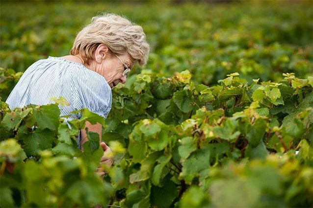 Cote de Nuits vineyard rows for Vosne-Romanee