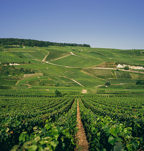 Piper-Heidsieck Vineyards