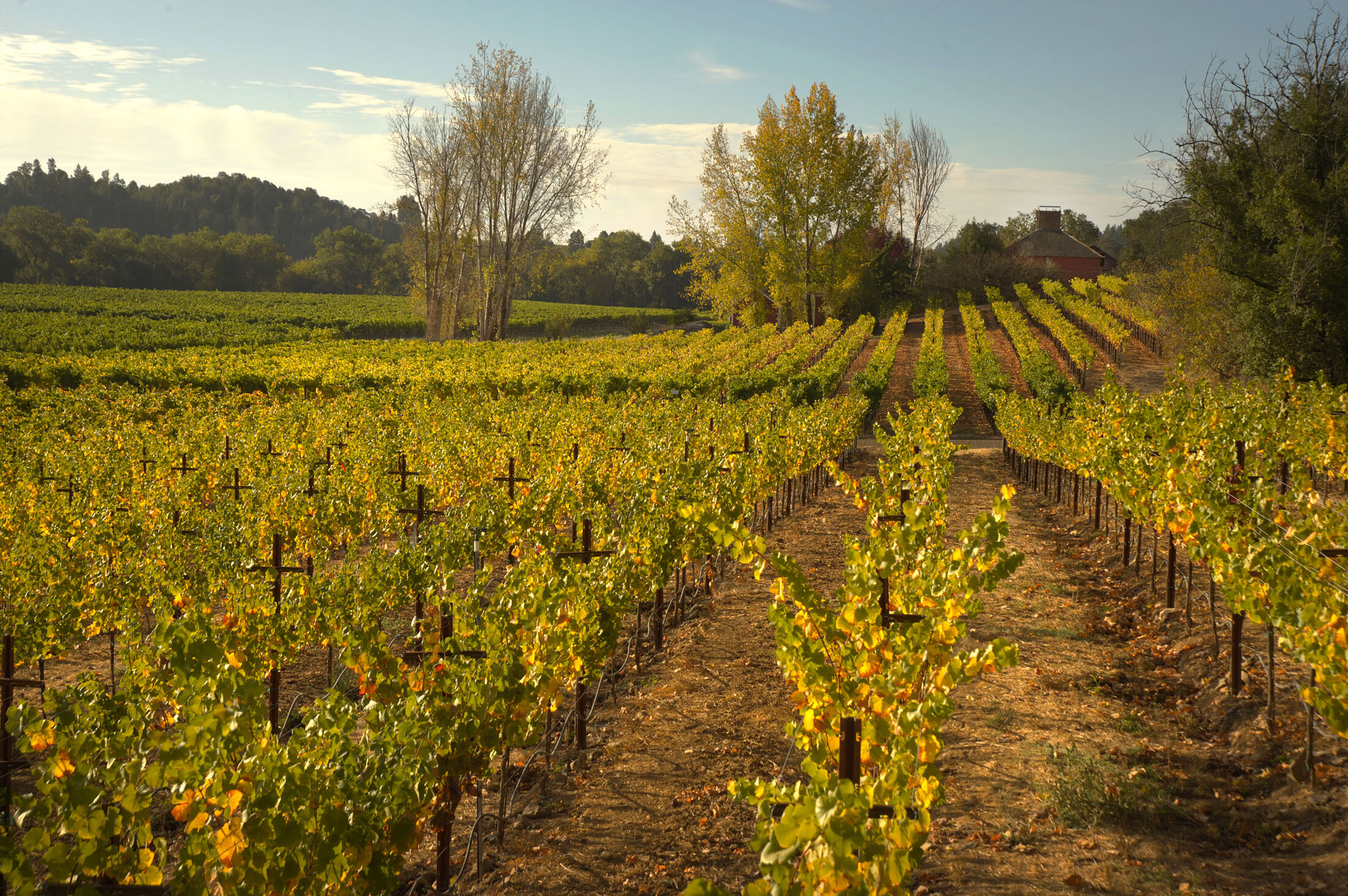 Ramey vineyard view in the Russian River Valley