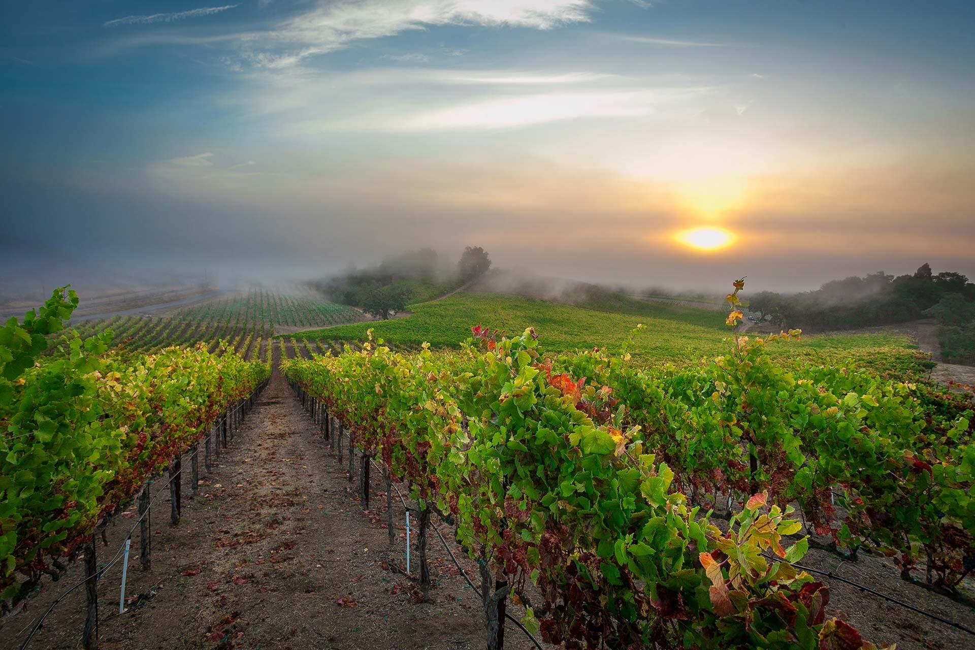 Rochioli Estate vineyards