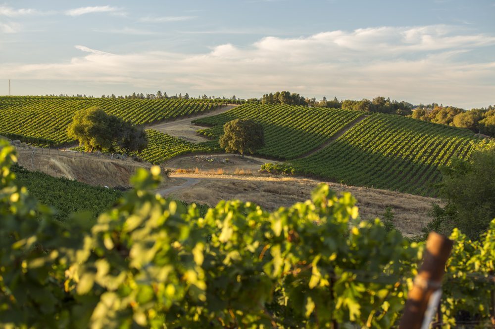 Rombauer Vineyards