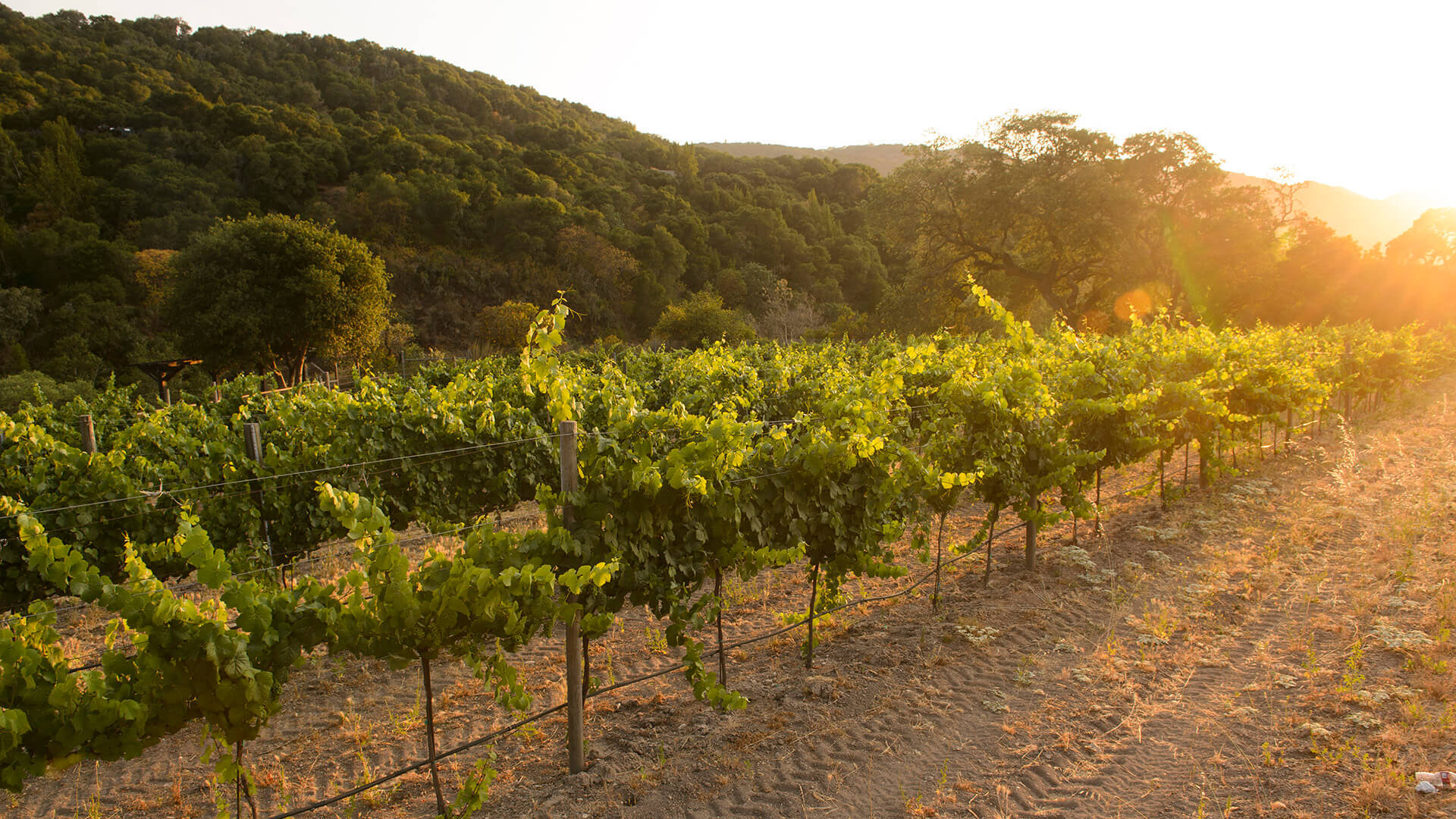 Salinas Valley Wrath Vineyard
