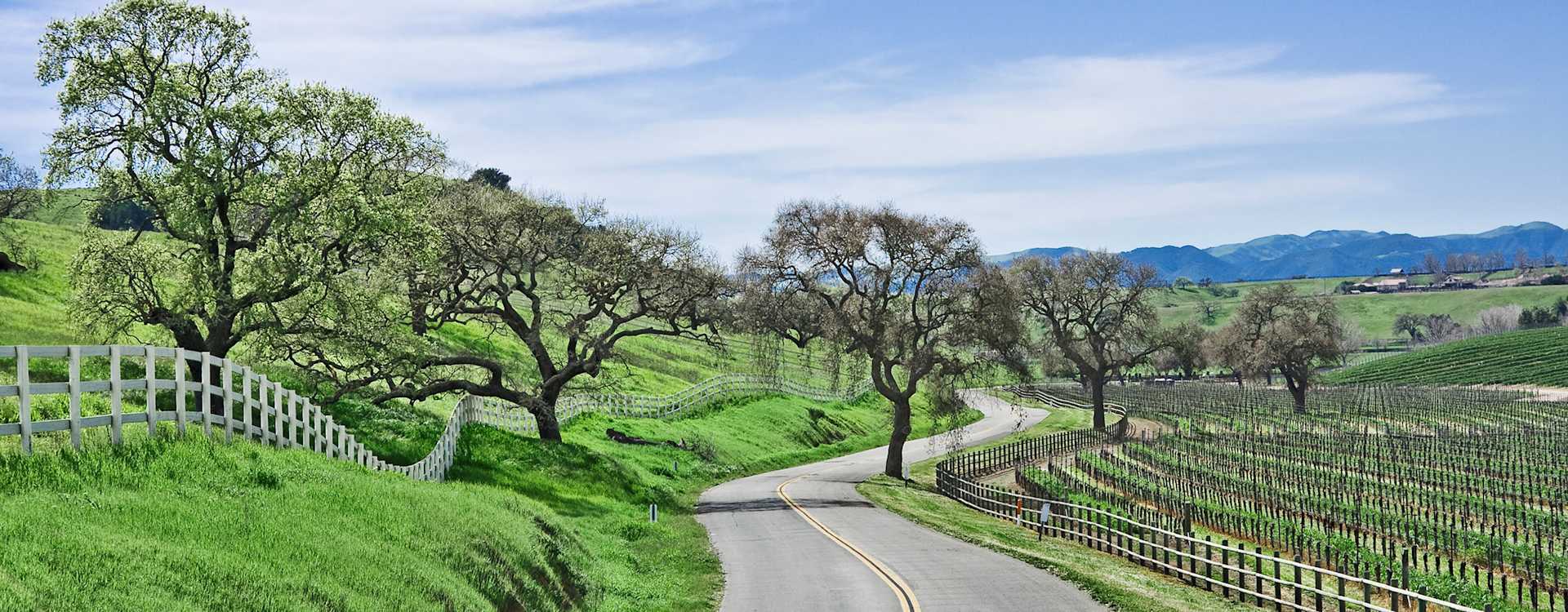 Santa Maria Valley vineyard landscape