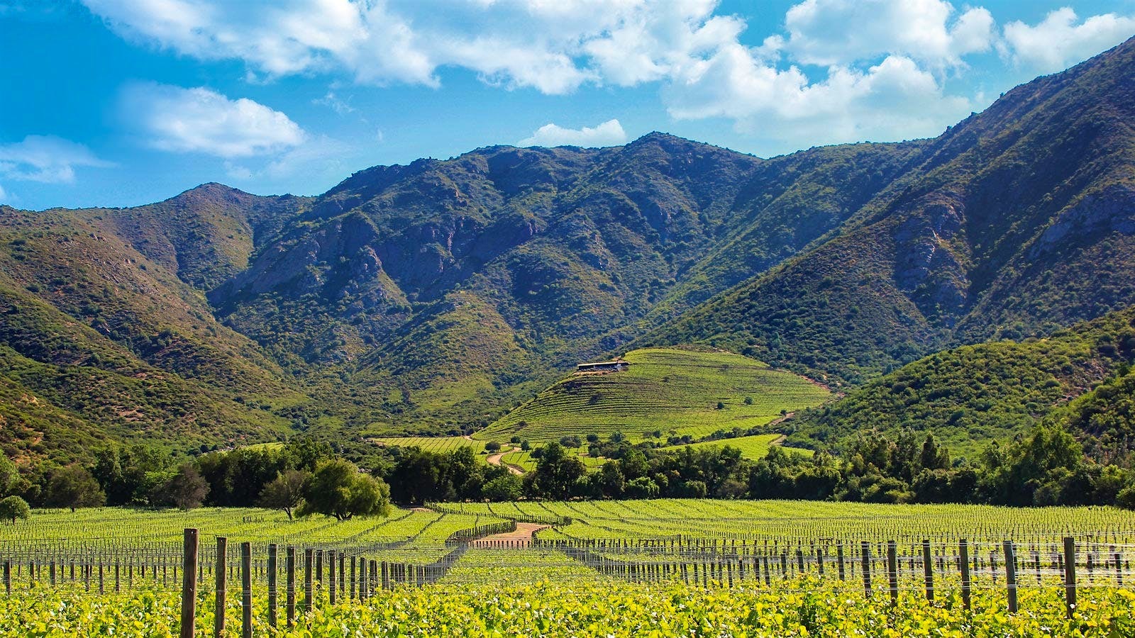 Seña vineyard panorama