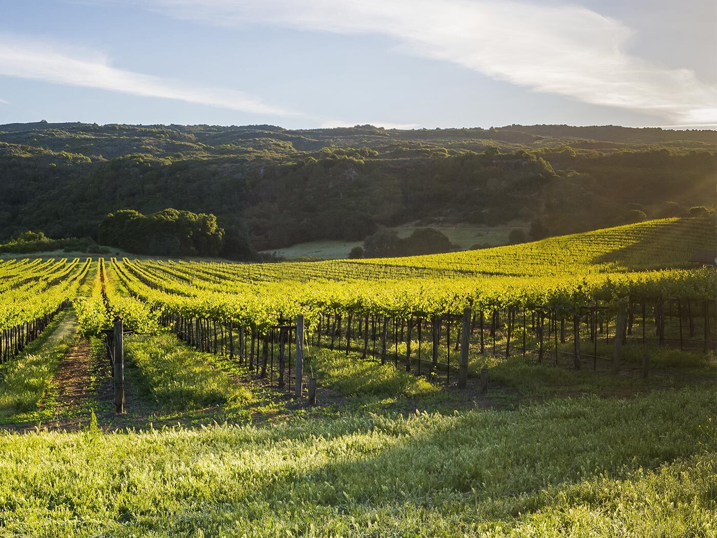 Sunrise over Napa Valley hillside vineyards