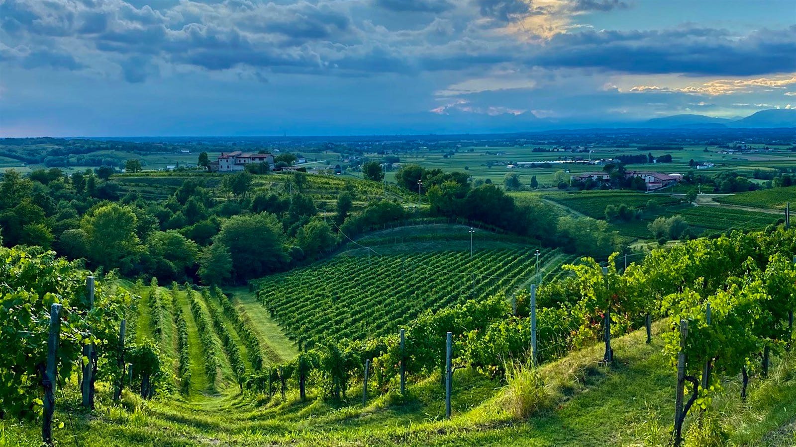 Terlato Estate