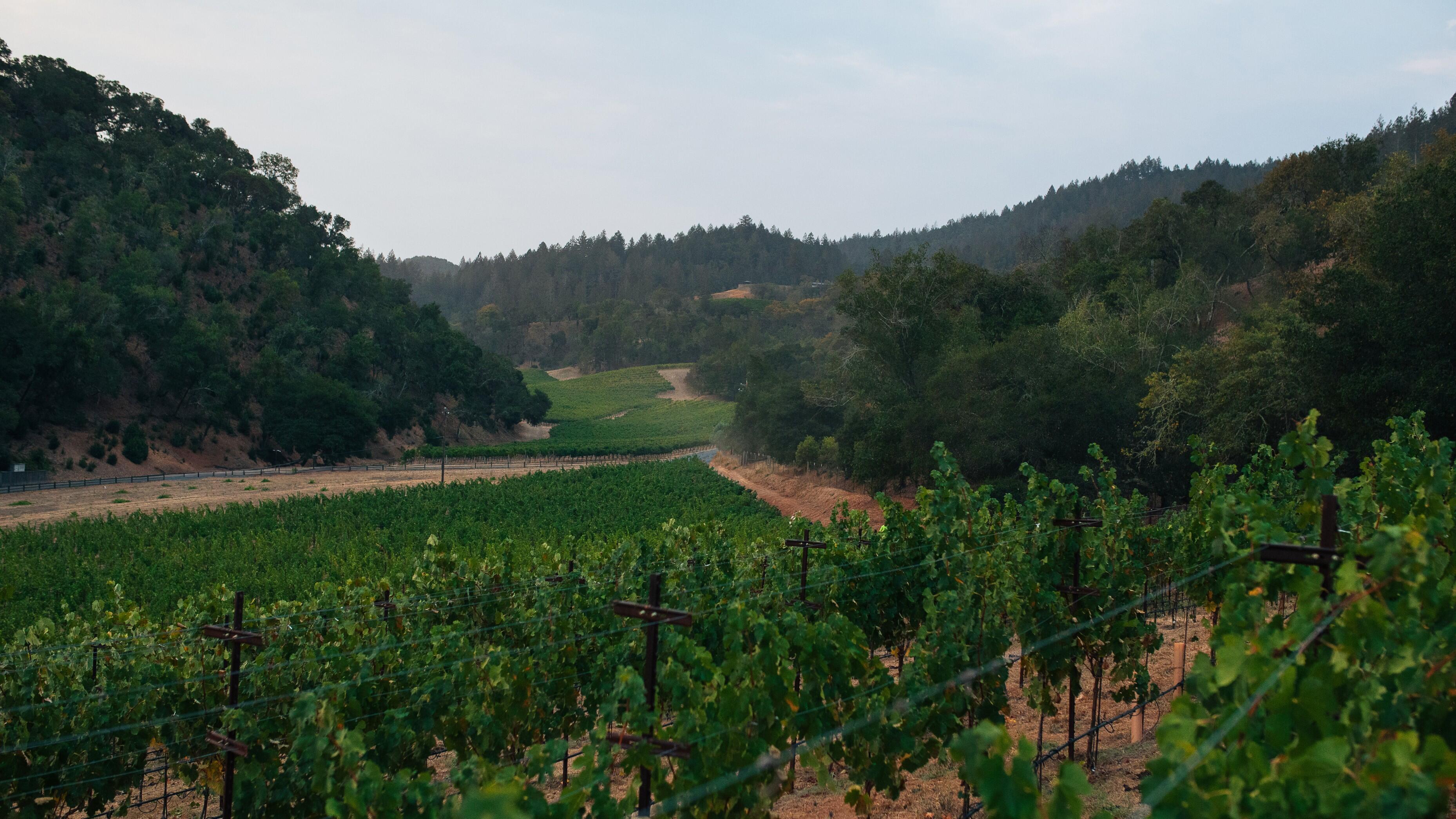 The Vineyard House estate