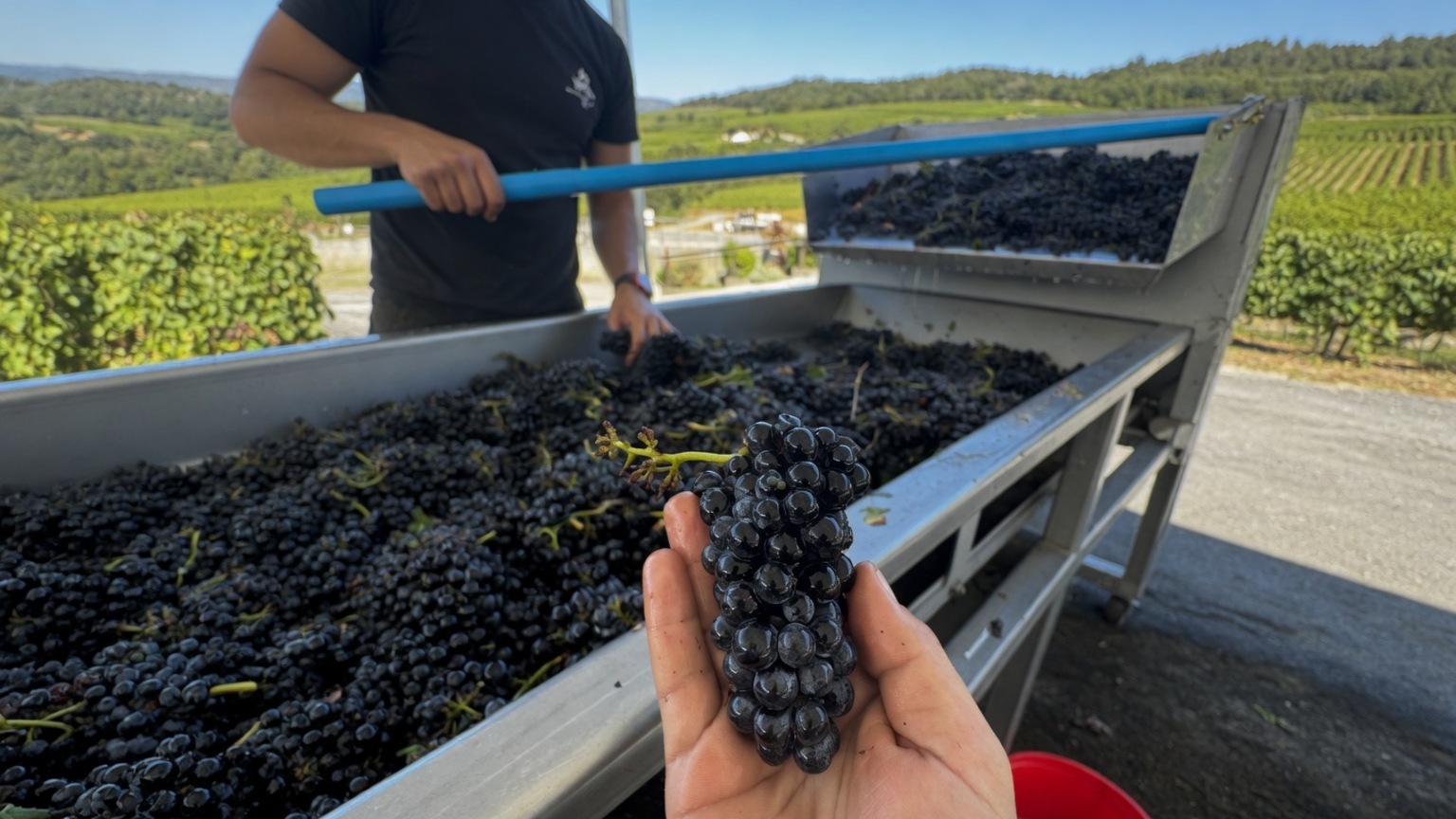 Cabernet Sauvignon grapes moving across a winery sorting table